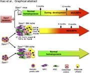 Graphical abstract for: <em>Sipa1</em> deficiency–induced bone marrow niche alterations lead to the initiation of myeloproliferative neoplasm;