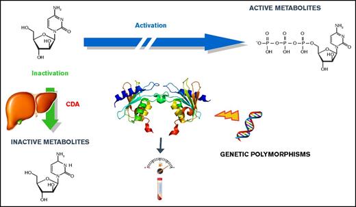 Figure 1. Cytarabine metabolic pathway.