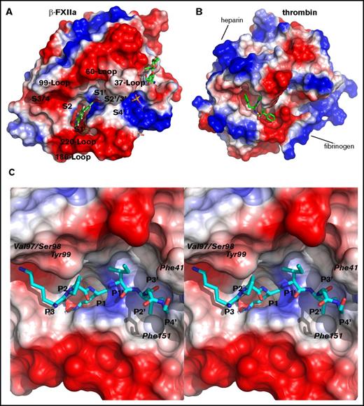 Figure 2. Surface charge of the β-FXIIa protease domain. (A) Solid surface colored according to the electrostatic potential calculated from the crystal structure of β-FXIIa in complex with compound 1. Positive surface is shown in blue and negative is in red. Some surface loops surrounding the active site cleft and positions of the substrate-binding sites (S4-S4′) are labeled. Noncovalent inhibitors, sugar residues, and sulfate ions are shown as sticks. (B) Thrombin surface charge was calculated from the crystal structure (PDB code 4UFD) of the enzyme in complex with the benzamidine-containing moiety. The inhibitor is shown in green sticks and the view of the thrombin molecule is that of the β-FXIIa molecule orientation shown in panel A. (C) Close-up stereo view of the FXIIa substrate from P3 to P4′ (ball and stick in cyan) interacting with the surface of the substrate-binding area. The residues P3 to P4′ modeled into the active site (see “Materials and methods”) according to the canonical conformation are Lys-Pro-Arg-Ile-Val-Gly-Gly from the FXI amino acid sequence (residues 385-391; the scissile peptide bond is between the underlined residues). The positions of several FXIIa catalytic domain residues, which can form hypothetical interactions with the substrate in the encounter complex are indicated.