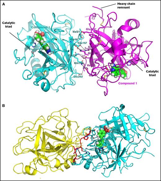 Figure 3. Two distinct intermolecular contacts between symmetry related molecules of β-FXIIa protease domain in the crystal packing. (A) First extensive interface. Ribbon representation of 2 protease domains shown in cyan and magenta. Contacting residues are labeled and shown as sticks. The residues of the neighboring molecule are denoted by the “′” mark. Salt bridges and hydrogen bonds are depicted by black dotted lines. Compound 1, buried in the active site, is shown as balls. Positions of the catalytic triad for both molecules and the heavy chain remnant for one molecule (on the right) are indicated. (B) Second contact region. The same as in panel A except the heavy chain remnant of the β-FXIIa molecule on the left (yellow cartoon) is shown in red.