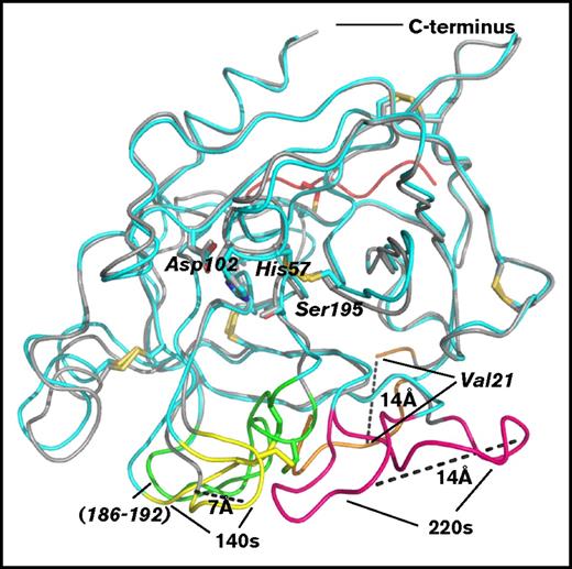 Figure 5. Structural comparison of the catalytic domains of β-FXIIa and FXIIc. Superposition of the β-FXIIa–compound 1 (cyan) reported in this study and the zymogen form of the FXII catalytic domain (FXIIc, residues 16-244; PDB code 4XDE, gray cartoon). The greatest conformational changes between 2 structures are indicated by dashed lines.