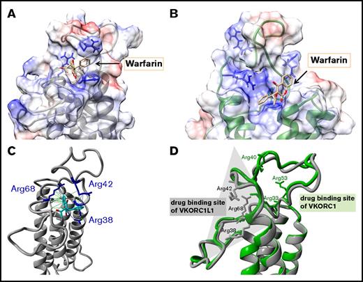 Figure 2. The binding poses for warfarin on VKORC1 and VKORC1L1. (A) Favored docking pose of warfarin on VKORC1L1 (gray-colored ribbon format). The electrostatic surface charge distribution is illustrated based on columbic charge distribution (blue, positive charge; red, negative charge). The clustered arginines on the endoplasmatic reticulum (ER) luminal loop are depicted in blue and warfarin in beige-colored stick forms. (B) Favored docking pose of warfarin on VKORC1 (green-colored ribbon format). Charge distribution, arginines, and warfarin are colored as in panel A. (C) Interactions of the bound warfarin (beige stick form) with arginine residues (blue-colored stick forms) of VKORC1L1 (gray-colored ribbon format). Hydrophobic interactions between warfarin and VKORC1L1 residues are depicted as green lines, and charge-based (cation-π) interactions are depicted with blue lines of different intensities. (D) Structural alignment of the VKORC1 and VKORC1L1 models. The backbone of the VKORC1 and VKORC1L1 models are colored as in panels A and B. The arginine residues clustered around the favored warfarin binding site of each model are depicted in stick format. Opposite drug binding sites are highlighted with shaded triangles (gray for VKORC1L1, green for VKORC1).