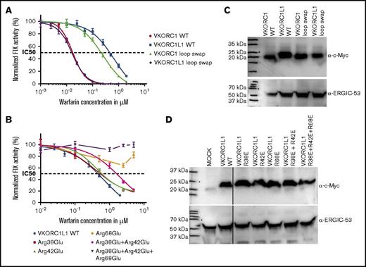Figure 3. Inhibition curves for warfarin assessed in DKO cells. Exogenous VKR activity determined in DKO cells and assessed by overexpression of VKOR variants and F9. (A) Warfarin dose-response curves for VKORC1, VKORC1L1, and loop swap variants. (B) Warfarin dose-response curves for arginine variants of VKORC1L1. Measurements were performed in triplicates, values are shown as mean and error bars are represented as standard error of the mean. The coefficient of determination (R2) calculated for each inhibition curve: (A) VKORC1, R2 = 0.9935; VKORC1L1, R2 = 0.9628; VKORC1 loop swap L1, R2 = 0.9826. (B) VKORC1L1, R2 = 0.9628; Arg38Glu, R2 = 0.9715; Arg42Glu, R2 = 0.9875; Arg38Glu+ Arg42Glu, R2 = 0.9140. (C-D) Expression of all VKOR variants detected by α-myc antibody (vertical lines have been inserted to indicate a repositioned gel lane). As loading control, α-ERGIC-53 was used.