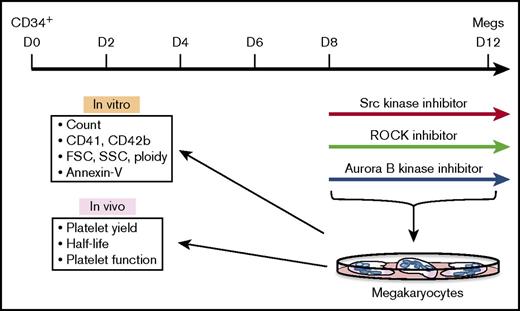 Figure 1. Schematic of the megakaryocyte/platelet studies. Schematic of studies beginning with CD34+ HPCs to in vitro megakaryocyte differentiation in the presence of inhibitors to then in vitro and in vivo studies of the resulting day 12 megakaryocytes and EV-PLPs. Megs, megakaryocytes.