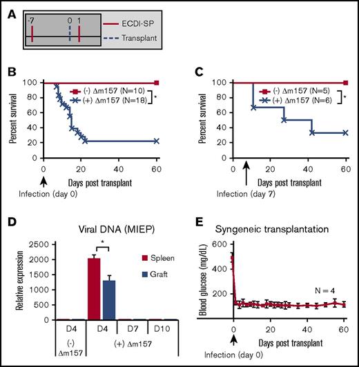 Figure 1. Acute MCMV (Δm157) infection abrogates tolerance induction by donor ECDI-SPs. (A) Schematic treatment plan of tolerance induction in B6 transplant recipients. Donor (Balb/c) ECDI-SPs (1×108) were infused IV on day −7 and +1. Approximately 200 Balb/c islets were implanted in the kidney capsule of diabetic B6 recipients on day 0. (B) Percent graft survival of islet allografts in uninfected or Δm157-infected recipients, with the infection given on day 0. Data shown in panel B were from at least 5 independent experiments with a total of 10 to 18 mice in each group. (C) Percent graft survival of islet allografts in uninfected or Δm157-infected recipients, with the infection given on day 7. Data shown in panel C were from 2 independent experiments with a total of 5 to 6 mice in each group. (D) Detection of MCMV DNA in the spleen and islet isograft following Δm157 infection. MCMV MEIP gene was quantified by quantitative polymerase chain reaction. Data were normalized to values from tissues of uninfected hosts and presented as mean ± SD (N = 4). (E) Sygeneic transplantation. Percent graft survival of islet isografts in uninfected or Δm157-infected recipients, with the infection given on day 0. *P < .05 (log-rank test). Data presented in panels D and E were compiled from 2 independent experiments with a total of 4 mice in each group.