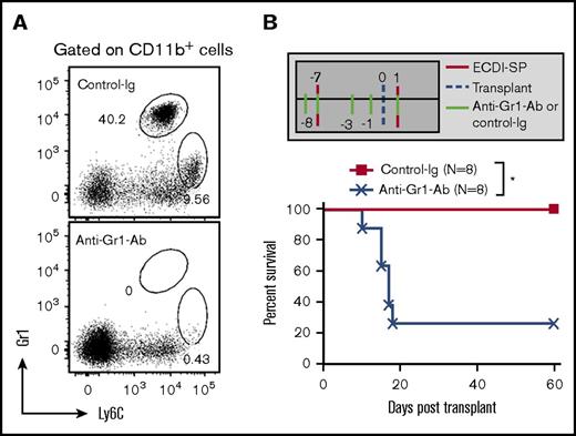 Figure 3. MDSCs are critical for tolerance induction to allogeneic islets by donor ECDI-SPs. (A) Representative FACS plots depicting depletion of both populations of MDSCs (Gr1HI-granulocytic MDSCs and Ly6CHI-monocytic MDSCs) in the blood by the anti-Gr1 antibody. Upper panel: mice treated with isotype control antibody. Lower panel: mice treated with anti-Gr1 antibody. Dot plots were both gated on live CD11b+ cells. Dot plots shown were representative of a total of 4 mice in each group from 2 experiments. (B) Schematic treatment plan and percent graft survival with anti-Gr1 antibody treatment. ECDI-SP–treated transplant recipients further received either anti-Gr1 antibody or isotype control antibody (first dose: 200 µg/mouse; subsequent doses: 100 µg/mouse; IP) on the indicated days (N = 8, data were compiled from 3 independent experiments). *P < .05 (log-rank test).