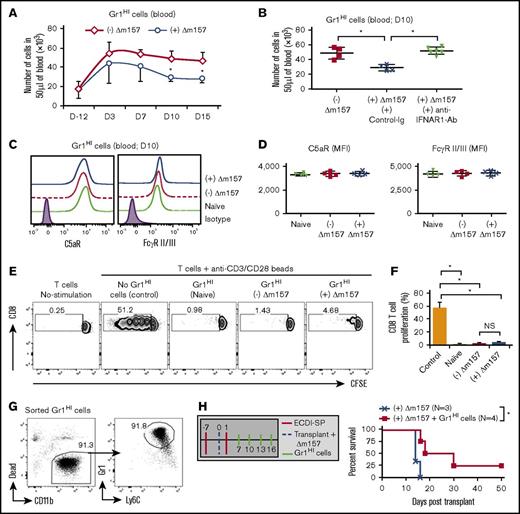 Figure 4. Acute MCMV infection impairs generation of Gr1HI-MDSCs. (A) Kinetics of circulating CD11b+Gr1HI MDSCs in ECDI-SP–treated, either uninfected or Δm157-infected (on day 0), transplant recipients. Total live CD11b+Gr1HI cells were enumerated by FACS in 50 µL of blood drawn on the indicated days. (B) Quantitative analysis of total CD11b+Gr1HI cells in 50 µL of blood collected on day 10 posttransplantation from recipients of the indicated groups. Data shown in panels A and B were from 2 to 3 independent experiments with a total of 4 to 6 mice in each group. *P < .05. (C) Representative histograms of expression of C5aR and FcγRII/III on circulating Gr1HI-MDSCs on day 10 posttransplantation from naïve or transplant recipients with or without day 0 Δm157 infection. (D) Mean fluorescence intensities (MFI) of C5aR and FcγRII/III of groups shown in panel C. Data presented in panels C and D were obtained from 2 independent experiments with a total of 4 mice in each group. (E) In vitro suppression assay using Gr1HI-MDSCs sorted from the spleen of the indicated groups 10 days posttransplantation. Sorted Gr1HI-MDSCs were cocultured with CFSE-labeled syngeneic CD8 T cells stimulated with anti-CD3/CD28 coated beads (at a ratio of 1:1:1). Proliferation of CD8 T cells was measured by CFSE dilution by FACS. (F) Quantification of CD8 T-cell proliferation in the presence of Gr1HI-MDSCs sorted from the indicated groups shown in panel E. Data shown in panels E and F were obtained from 2 independent experiments with a total of 4 mice in each group. Data were presented as mean ± SD. *P < .05. (G) Representative FACS plot depicting the purity of sorted Gr1HI cells pooled from the BM and the spleen of naïve B6 mice used for adoptive transfers. (H) Schematic treatment plan and percent graft survival with adoptive transfer of sorted Gr1HI cells. Two cohorts of ECDI-SP–treated transplant recipients were infected with Δm157 on day 0. The first cohort additionally received ∼30 × 106 sorted Gr1HI cells on the indicated days, while the other cohort did not receive any cells (N = 3-4, compiled from 2 independent experiments). *P < .05 (log-rank test).