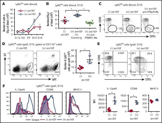 Figure 5. Acute MCMV infection promotes differentiation of inflammatory Ly6CHI monocytes. (A) Kinetics of circulating CD11b+Ly6CHI cells in ECDI-SP–treated, either uninfected or Δm157-infected (on day 0), transplant recipients. Total live CD11b+Ly6CHI cells were enumerated by FACS in 50 µL of blood drawn on the indicated days. (B) Quantitative analysis of total CD11b+Ly6CHI cells in 50 µL of blood collected on day 10 posttransplantation from recipients of the indicated groups. (C) Representative FACS plots demonstrating the expression pattern of CD115 and CD11c on circulating Ly6CHI cells from the indicated groups on day 10 posttransplantation. Data shown in panels A-C were from 2 to 3 independent experiments with a total of 4 to 6 mice in each group. *P < .05. (D) Representative FACS plot demonstrating graft-infiltrating Ly6CHI cells (gated on total graft-infiltrating live CD11b+ cells; day 10 posttransplant). Scatter graph showing quantitative analysis of the number of graft-infiltrating Ly6CHI cells (N = 6 in each group). (E) Representative FACS plots demonstrating phenotypic expression of CD115 and CD11c on graft-infiltrating Ly6CHI cells shown in panel D. (F) Representative FACS plots demonstrating expression of intracellular IL-12p40, surface CD86, and MHC II from graft-infiltrating Ly6CHI cells shown in panel D. Scatter graphs showing quantitative analysis of MFIs of the indicated markers. Data shown in panels D-F were obtained from 3 independent experiments with a total of 4 to 6 mice in each group. Data were presented as mean ± SD. *P < .05.