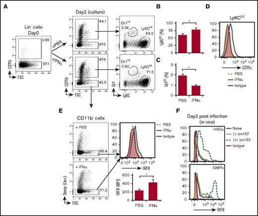 Figure 7. IFN-α regulates the differentiation of CD11b+Gr1HI and CD11b+Ly6CHI cells from lineage negative (Lin−) BM progenitor cells. (A) Representative FACS plots showing preculture Lin−CD11b− cells and their differentiation to CD11b+Gr1HI or CD11b+Ly6CHI cells following a 2-day culture in the presence of vehicle (PBS) or IFN-α (100 U/mL). (B) Bar graphs showing quantitation of Ly6CHI cells (B) or Gr1HI cells (C) following 2 days of culture. (D) Representative histogram showing CD11c expression by Ly6CHI cells differentiated from Lin− cells in the presence or absence of IFN-α. (E) Representative FACS plots showing the gating of the remaining CD11b−Lin− cells following the 2-day culture to be examined for intracellular IRF8 expression and representative histogram showing IRF8 expression by CD11b−Lin− cells in the presence or absence of IFN-α. Bar graph showing the MFIs of IRF8 normalized over isotype control. Data shown in panels A-E were obtained from 2 independent culture experiments performed in triplicates and presented as mean ± SD of 6 replicates. *P < .05. (F) Representative histograms depicting the expression of IRF8 in BM hematopoietic stem cells (HSCs: Lin−c-Kit+Sca-1+) and GMPs (Lin−c-Kit+Sca-1−FcγRII/III+) from naïve mice (solid purple line), uninfected ECDI-SP–treated mice (solid green line), or Δm157-infected ECDI-SP–treated mice (dashed blue line) 2 days post–Δm157 infection. Data shown in panel F were obtained from 2 independent experiments with a total of 4 mice in each group.
