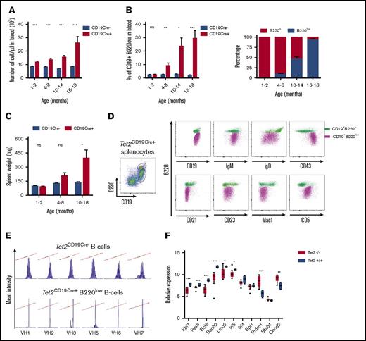 Figure 1. Tet2 deficiency leads to the accumulation of clonal B220low B-cell population in a cell-autonomous fashion. (A) Monthly monitoring of blood cell count in Tet2CD19-Cre− and Tet2CD19-Cre+ mice. ***P < .001. (B) Monthly monitoring of CD19+ B220low abnormal cell population in the blood of Tet2CD19-Cre− and Tet2CD19-Cre+ mice (left panel). Significance was tested using an unpaired Student t test. Time-dependent representation of the proportion of the B220low population within the circulating B cells (CD19+) in the same mice as in panel A (right panel). Significance was tested using an unpaired Student t test. (C) Spleen weight of sacrificed mice at various time points was measured for both types of mice. Significance was tested using an unpaired Student t test. (D) Immunostaining of total splenocytes (polychromatic dot plot) from a representative sick Tet2CD19-Cre+ mouse (same genotypes as above). Splenocytes were first stained with B220 and CD19 to define the B220+ and B220low population of CD19+ cells (left polychromatic dot plot). Other dot plots show B220 expression together with the indicated antibody on the x-axis of the overlaid B220+CD19+ population (green) and B220lowCD19+ population (violet). (E) Analyses of BCR rearrangement clonality in abnormal Tet2CD19-Cre+ B cells. V-J junctions were PCR-amplified from cDNA of sorted B cells using VH family primers (VH1, VH2, VH3, VH5, VH6, and VH7, as indicated) and conjugated consensus JH primer22 to assess the IgH CDR3 diversity. Top panels show Results shown are obtained from sorted Tet2CD19Cre− B splenocytes (B220+CD19+) (top) and from age-matched Tet2CD19-Cre+ sorted abnormal B cells (B220lowCD19+) (bottom). (F) Transcription of selected genes important for B-cell differentiation differs between normal WT and Tet2-deficient tumor B cells. Histograms show quantitative reverse transcription (qRT)–PCR analysis results ΔΔCT-normalized by Abl1 expression levels. Results are an average of 3 independent duplicate experiments. The differences were validated in an extension cohort for 8 of the 11 genes. Significance was tested using the Mann-Whitney U test. *P < .05; **P < .01; ***P < .001. ns, not significant.