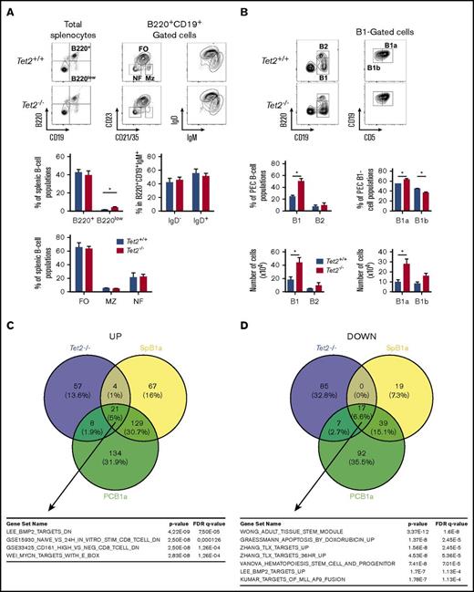 Figure 3. Tet2 deficiency induces alterations of the proportions of peripheral B-cell populations in old mice. (A) Analysis of splenic B-cell populations in 4-month-old mice. (Left) B220 and CD19 expression analysis on total splenocytes. (Middle) CD23 and CD21 expression in the B220+CD19+ (B220+) gate showing the follicular (FO:CD23+CD21/35medium), marginal zone (MZ: CD23lowCD21/35high), and newly formed (CD23−CD21/35−) B-cell populations. (Right) IgM and IgD staining gated in B220+CD19+ are also shown. Mice genotypes are indicated on the left-hand side. Histograms show the percentages of populations. (Top left) Average percentage ± standard error of the mean (SEM) of B220+ and B220low populations in total splenocytes. (Bottom) Average percentage ± SEM of FO, MZ, and NF. (Top right) IgM+IgD− and IgM+IgD+ populations in the B220+ B-cell compartment (Tet2+/+ mice, n = 5; Tet2−/− mice, n = 8). (B) Analysis of B-cell populations in the peritoneum. Peritoneal cell suspensions were stained with B220 and CD19 to define B2 (B220+CD19+) and B1 (B220lowCD19+) populations. In the B1-cell gate, CD19 and CD5 expressions allow us to define B1a (CD19+CD5+) and B1b (CD19+CD5−) subsets. (Tet2+/+, n = 4; Tet2−/−, n = 5). The histograms show the average percentage ± SEM of the peritoneum populations. (C) Venn diagram illustrating comparison of upregulated genes in Tet2−/− abnormal B cells and B1a cells, both with respect to splenic wild-type B cells. The deregulated pathways, as identified using gene set enrichment analyses, are shown at the bottom. SPB1a: B1a population from spleen. PCB1a: B1a population from peritoneum. (Bottom) List of signatures enriched in genes specifically upregulated in Tet2 samples. (D) Same as in panel C but for downregulated genes. (Bottom) List of signatures enriched in genes specifically downregulated in Tet2 samples. *P < .05.