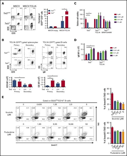 Figure 5. Tet2-deficient abnormal B-cells are BCR-inhibition sensitive. (A) Abnormal B-cell phenotype and frequencies in the peripheral blood of mice transplanted with TCL1A transduced Tet2+/+ or Tet2−/− hematopoietic progenitors. Dot plots show a representative example of B220 and CD19 expression analysis in the GFP+ total leukocytes 4 months after transplantation. Diagrams depict the average percentages of the B220low population in the blood of n = 3 mice per group 4 months after transplantation. Error bars represent means ± standard deviation (SD). (B) Tet2 deficiency enhances the tumor phenotype of TCL1A (GFP+) overexpressing B cells, as is shown by abnormal cell numbers and CD5 membrane expression level. (Upper left) B220 CD19 expression in gated GFP+ cells expressing TCL1A in primary and secondary recipient mice engrafted with BM cells overexpressing TCL1A in a Tet2+/+ or Tet2−/− background. (Lower left) Average ± SD of the median fluorescence intensity of the B220 antigen at the cell surface of CD19+ B cells in each group. (Upper right) Expression of CD5 and IgM on the gated B cells as in the upper-left contour plots. A representative contour plot is shown for each group. (Lower right) Average ± SD of the median fluorescence intensity of the CD5 antigen at the cell surface of CD19+ B cells in each group. (C) Ibrutinib-mediated BTK inhibition results in growth reduction and increase of surface IgM expression on Tet2-deficient B cells. Dose effects of ibrutinib on the B-cell population of Tet2-deficient or wild-type cell lines are derived from independent primary mice: 2 tumoral B-cell lines, one obtained from a spontaneous B-cell malignancy development in a Tet2−/− mouse, and the other obtained from a mouse from a BMT experiment of wild-type Tet2+/+ BM cells transduced by the TCL1A oncogene; and a T-cell line obtained from a BMT experiment of wild-type Tet2+/+ BM cells transduced by the BRAFG469R oncogene. Diagrams depict variable cell proportion in comparison with the nontreated cells. Cells were counted 3 days after treatment with the indicated inhibitor concentration. (D) Surface expression level (mean fluorescence intensity) of IgM on B-cell population (IgM+B220+) observed after staining of the 2 B-cell lines cultivated as in panel C. (E) Splenocytes from Tet2−/− mice were treated with ibrutinib and fludarabine for 18 hours ex vivo. Cells were stained with CD19-BV510, B220-allophycocyanin (APC)-Cy7, annexin V–APC, and 7-aminoactinomycin D (7-AAD). Gated B220lowCD19+ splenic cells were analyzed for annexin V and 7-AAD staining. Histograms show the mean ± SD of the percentages of viable cells (annexin V and 7-AAD double negative) in gated B220lowCD19+ populations from spleens of Tet2−/− mice (n = 2). *P < .05 (unpaired Student t test). MFI, mean fluorescence intensity.