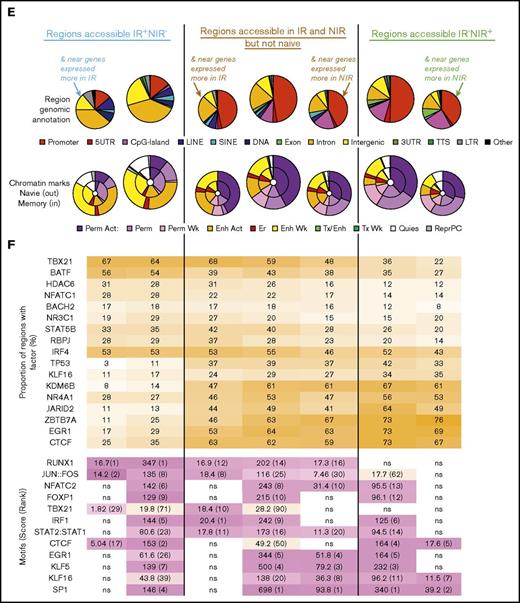 Identification and characterization of chromatin accessibility in reactive and nonreactive CMV-specific T cells. (A) Overlap between regions accessible in CMV-specific T cells from NIR and IR recipients and naive CD8 T cells gave rise to 3 main chromatin accessibility groups: IR+NIR−, naive−IR+NIR+, and IR−NIR+. (B-C) The genes nearest to the regions were characterized by enrichment of signaling pathways (B) and their expression in IR and NIR cells (C). Gene set enrichment analysis plots show cumulative enrichment scores (ESs) across genes ranked by expression in IR to NIR, with lines indicating the presence in the ranking of a gene near a IR+NIR− or IR−NIR region. Normalized enrichment scores are indicated. (D) The proportion of genes with differential expression that have an accessible region within 1 to 100 kb of their transcriptional start site. *P < .05 in size range of matching color. (E) Characterization of the regions and the region subset that occur within 50 kb of a differentially expressed gene by their genomic annotation and chromatin state. Chromatin states from CD8+ naive (outer circle) and memory (inner circle) lymphocytes. Chromatin states: enhancer (Enh), repressive (Repr), permissive (Perm), transcription (Tx), quiescent (Quies), active (Act), or weak (Wk). (F) The proportion of the regions bound by different DNA-binding proteins in various tissues from publically available ChIP-seq data and DNA-binding motif enrichment. Enrichment reported as clover enrichment score and assessed against regions with matching GC content. Enrichment values colored by rank (given in brackets); motifs are significant (P < .05) unless marked nonsignificant (ns). LINE, long interspersed element; LTR, long terminal repeat; SINE, short interspersed element; TCR, T-cell receptor; TTS, transcription termination site; UTR, untranslated region.