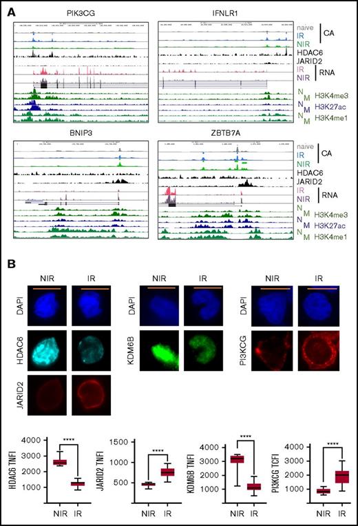Regulation of gene expression in IR and NIR lymphocytes by chromatin modulators. (A) Chromatin accessibility (CA; FAIRE-seq), mRNA levels (RNA-seq), and HDAC6, JARID2, and histone modifications (publicly available ChIP-seq) near PIK3CG, IFNLR1, BNIP3, and ZBTB7A. Histone modifications are for naive (N) and memory (M) CD8+ lymphocytes (REMC/Broad donor 100). HDAC6 binding in activated T lymphocytes and JARID2 binding in iPSCs. (B) Levels and location of HDAC6, JARID2, KDM6B, and PI3KCG proteins in IR and NIR cells. (C) The effect of pretreatment with the HDAC6 inhibitor CAY1063 on gene expression levels and PIK3CG protein expression in CD8+ lymphocytes following 2-hour phorbol 12-myristate 13-acetate/ionomycin stimulation. (D) The effect of pretreatment of unstimulated CD8+ lymphocytes with the JARID inhibitor JIB04 on gene expression levels. (B-C) Total nuclear fluorescence intensity (TNFI) or total cytoplasmic fluorescence intensity (TCFI) was measured in a minimum of n = 20 cells for 2 different donors. DAPI (4′,6-diamidino-2-phenylindole) shows the nucleus. ****P < .0001. Scale bar represents 5 μm. (C-D) Expression values normalized to PPIA. Error bars show standard error of the mean of triplicate polymerase chain reactions from 1 donor and are representative of 2 different donors. ***P < .001, **P < .01, and *P < .05 compared with control.