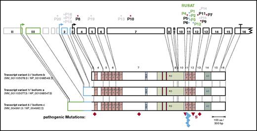 Figure 1. MECOM mutations in patients with congenital BMF and consequences for protein isoforms of MECOM. Exon structure of the MECOM locus together with the main transcript variants are shown together with constitutive mutations in MECOM found in this study. The transcript variants use different start codons and alternatively spliced amino termini. Truncating mutations are labeled in red, missense mutations in blue, and 5′ untranslated region mutations in black. Patient identifiers for those affected by RUSAT are labeled in green. Pathogenic mutations (P1-P12) are labeled in full color; mutations of uncertain significance of pathogenicity or benign variations (P13-P20) are labeled in pale colors. Diamonds indicate nonsense mutations; triangles indicate frameshift mutations. AD, acidic domain; NLS, nuclear localization sequence; RD, repression domain; S, splice site mutation; ZF, zinc finger motif.