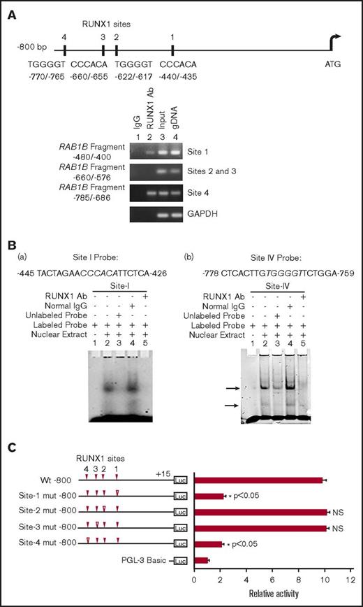 Figure 2. Characterization of RUNX1 sites in the RAB1B upstream region. (A) RAB1B upstream region showing 4 consensus sites for RUNX1. Shown below is PCR amplification of the immunoprecipitates of HEL cells with control IgG (lane 1) and RUNX1 antibodies (lane 2). Amplification of the input or total DNA (lane 3) and genomic DNA (gDNA, lane 4) served as positive controls. Samples were analyzed by PCR using primers for the RAB1B region and GAPDH. Shown are representative of 3 experiments. (B) EMSA using WT nucleotide probes encompassing RUNX1 consensus site 1 (−426/−445; left) and site 4 (−759/−778; right) in RAB1B promoter and nuclear extracts from PMA-treated HEL cells. (a, left) EMSA using site 1 probe (lanes 1-5): lane 1, no extract; lane 2, protein binding to the probe; lane 3, loss of binding by competition with unlabeled probe; lane 4, no loss of binding by competition with normal IgG; and lane 5 competition with RUNX1 antibody and inhibition of binding. (b, right) EMSA using probe with site 4 (lanes 1-5); similar results were obtained as with the probe with site 1. Shown are representative of 3 experiments. (C) Luciferase reporter studies on RAB1B promoter in PMA-treated HEL cells. Luciferase activity with WT construct with RUNX1 sites 1-4 (solid triangles) and constructs with RUNX1 binding sites mutated (open triangles). Mutations in the sites 1 and 4 decreased promoter activity, but not the mutations in the sites 3 and 4, suggesting sites 1 and 4 are functional. The mean ± SEM is shown for 3 independent experiments in triplicates. P values are for comparisons against WT promoter.