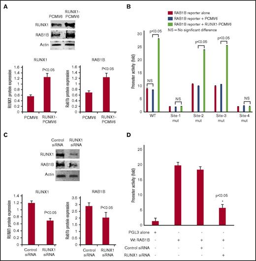 Figure 3. Effect of RUNX1 overexpression and RUNX1 siRNA downregulation on RAB1B protein expression and promoter activity. (A) Immunoblot analysis of RUNX1, RAB1B, and actin on overexpression of RUNX1 in HEL cells. Bars shown are an average of 3 independent experiments. P values shown are for comparison with control (pCMV6 vector alone). (B) Effect of RUNX1 overexpression on RAB1B promoter activity. WT construct and mutant constructs with sites 1-4 individually mutated were cotransfected with RUNX1-pCMV6 expression vector (green bars), empty vector pCMV6 (blue bars), or neither (red bars) in HEL cells. Reporter activity was measured at 48 hours. Bar graphs show activity as mean ± SE of 3 independent experiments in triplicate. (C) Immunoblot analysis of lysates from HEL cells transfected with RUNX1 siRNA showing inhibition of RAB1B protein. Bars shown are average of 3 independent experiments. P values are for comparison with control vector. (D) Effect of RUNX1 siRNA on RAB1B promoter activity. RAB1B WT promoter construct was cotransfected with control siRNA or RUNX1 siRNA in HEL cells. Reporter activity was measured at 48 hours. Bar graphs show activity as mean ± SEM of 3 independent experiments in triplicate. RUNX1 siRNA reduced RAB1B protein and RAB1B promoter activity.