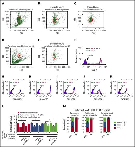 Figure 1. Selectin-interacting mouse leukocytes from bone marrow or peripheral blood are mature neutrophils. (A-E) Scatter profiles of the indicated mouse leukocyte populations. A gate (red circle in each panel) was set around cells expressing high levels of Ly6G. (F-K) Expression levels of the indicated surface protein in the gated populations. The colored histograms numbered 1 to 5 in each panel correspond to the cells in A-E. (L) Rolling velocities of cells from the indicated population on E-selectin with or without co-immobilized ICAM-1 in the presence or absence of anti-ICAM-1 mAb, the Src family kinase inhibitor PP2, or its inactive analog PP3. (M) Percentages of cells from the indicated population rolling, arrested and round, or arrested and spread on co-immobilized E-selectin, ICAM-1, and CXCL1 in the presence of the chemokine receptor inhibitor PTx or its solvent control dimethyl sulfoxide (DMSO). The histograms in A-K are representative of 5 independent experiments. The data in L and M represent the mean ± SEM from 5 experiments, with 5 mice in each experimental group. *P < .05 for rolling velocity; #P < .05 for percentage of rolling cells compared with that in WT, as determined by unpaired Student t test.