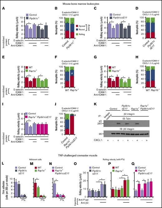 Figure 2. Rap1a and PIP5Kγ90 cooperate to induce neutrophil slow rolling and arrest. (A,C,E,G,I) Rolling velocities of neutrophils of the indicated genotype on E-selectin with or without co-immobilized ICAM-1 in the presence or absence of anti-ICAM-1 mAb. (B,D,F,H,J) Percentages of neutrophils of the indicated genotype rolling, arrested and round, or arrested and spread on co-immobilized E-selectin, ICAM-1, and CXCL1. (K) Isolated bone marrow neutrophils of the indicated genotype were incubated with or without CXCL1, lysed, and immunoprecipitated (IP) with control or anti-β2 integrin mAb. Immunoprecipitates were analyzed by immunoblotting (IB) with anti-talin or anti-β2 integrin antibodies. (L-N) Numbers of differentially labeled adherent bone marrow leukocytes from the indicated genotype in TNF-stimulated venules of cremaster muscle. In some experiments, labeled leukocytes were pretreated with PTx and then injected into TNF-challenged mice that were previously injected with PTx. (O-Q) Velocities of differentially labeled bone marrow leukocytes from mice of the indicated genotype rolling in TNF-stimulated venules of cremaster muscle, measured before and after injecting a blocking mAb to P-selectin and then a blocking mAb to β2 integrins. The labeled leukocytes were pretreated with PTx and then injected into TNF-challenged WT mice that were previously injected with PTx. The data in K are representative of 3 experiments. Other data represent the mean ± SEM from 5 experiments, with 5 mice in each experimental group. *P < .05 for rolling velocity; #P < .05 for percentage of rolling cells compared with that in WT, as determined by unpaired Student t test.