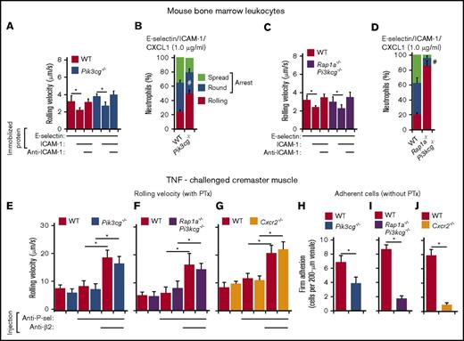 Figure 3. Rap1a and PI3Kγ in neutrophils cooperate to mediate chemokine-triggered, but not selectin-triggered, slow rolling and chemokine-triggered arrest. (A,C) Rolling velocities of neutrophils of the indicated genotype on E-selectin or P-selectin with or without co-immobilized ICAM-1 in the presence or absence of anti-ICAM-1 mAb. (B,D) Percentages of neutrophils of the indicated genotype rolling, arrested and round, or arrested and spread on co-immobilized E-selectin or P-selectin, ICAM-1, and CXCL1. (E-G) Velocities of differentially labeled bone marrow leukocytes from mice of the indicated genotype rolling in TNF-stimulated venules of cremaster muscle, measured before and after injecting a blocking mAb to P-selectin and then a blocking mAb to β2 integrins. The labeled leukocytes were pretreated with PTx and then injected into TNF-challenged WT mice that were previously injected with PTx. (H-J) Numbers of differentially labeled adherent bone marrow leukocytes from the indicated genotype in TNF-stimulated venules of cremaster muscle. The labeled bone marrow leukocytes were injected into TNF-challenged WT mice. The data represent the mean ± SEM from 5 experiments, with 5 mice in each experimental group. *P < .05 for rolling velocity; #P < .05 for percentage of rolling cells compared with that in WT, as determined by unpaired Student t test.