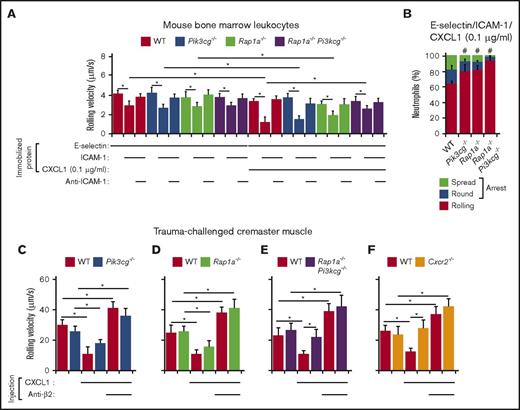 Figure 4. Rap1a and PI3Kγ in neutrophils cooperate to mediate chemokine-triggered, but not selectin-triggered, slow rolling and chemokine-triggered arrest. (A) Rolling velocities of neutrophils of the indicated genotype on E-selectin co-immobilized with ICAM-1 and low-dose CXCL1 (0.1 μg/mL) in the presence or absence of anti-ICAM-1 mAb. (B) Percentages of neutrophils of the indicated genotype rolling, arrested and round, or arrested and spread on co-immobilized E-selectin, ICAM-1, and low-dose CXCL1. (C-F) Velocities of differentially labeled bone marrow leukocytes from mice of the indicated genotype rolling in trauma-challenged venules of cremaster muscle of WT mice, measured before and after injection of CXCL1 (50 ng) and then a blocking mAb to β2 integrins. The data represent the mean ± SEM from 5 experiments, with 5 mice in each experimental group. *P < .05 for rolling velocity; #P < .05 for percentage of rolling cells compared with that in WT, as determined by unpaired Student t test.