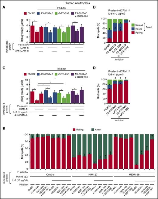 Figure 5. Chemokines, but not selectins, cooperatively use Rap1 and PI3Kγ to trigger β2 integrin activation. (A) Rolling velocities of human neutrophils treated with the Rap1 inhibitor GGTI-298 and/or the PI3Kγ inhibitor AS-605240 on P-selectin with or without co-immobilized ICAM-1 in the presence or absence of anti-ICAM-1 mAb. (B) Percentages of human neutrophils treated with the indicated inhibitor rolling, arrested and round, or arrested and spread on co-immobilized P-selectin, ICAM-1, and IL-8 (10 μg/mL). (C) Rolling velocities of human neutrophils treated with the indicated inhibitor on P-selectin with co-immobilized ICAM-1 and low-dose IL-8 (1 μg/mL) in the presence or absence of anti-ICAM-1 mAb. (D) Percentages of human neutrophils treated with the indicated inhibitor rolling, arrested and round, or arrested and spread on co-immobilized P-selectin, ICAM-1, and low dose IL-8 (1 μg/mL). (E) Percentages of human neutrophils treated with the indicated inhibitor rolling or arrested on P-selectin co-immobilized with control IgG, KIM127, or MEM148 with or without IL-8 (10 μg/mL). The data represent the mean ± SEM from 5 experiments. *P < .05 for rolling velocity; #P < .05 for percentage of rolling cells compared with that in WT, as determined by unpaired Student t test.