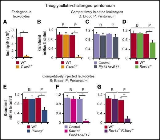 Figure 6. Neutrophils require chemokine but not selectin signaling to migrate into the peritoneum after thioglycollate challenge. (A) WT or Cxcr2−/− mice were injected intraperitoneally with thioglycollate. After 2 hours, peritoneal cells were collected and the number of neutrophils was measured by flow cytometry. Neutrophils were identified by their scatter properties and by staining with anti-Ly6G mAb. (B-G) WT mice were injected intraperitoneally with thioglycollate. After 2 hours, they were injected intravenously with a 1:1 mixture of PKH-67-labeled WT bone marrow leukocytes and PKH-26-labeled bone marrow leukocytes of the indicated genotype. After another 2 hours, blood and peritoneal cells were collected, and the number of neutrophils labeled with each dye was measured by flow cytometry. Neutrophils were identified by their scatter properties and by staining with anti-Ly6G mAb. Results are plotted as the ratio of PKH-26-labeled neutrophils from the indicated genotype to PKH-67-labeled WT neutrophils. The data represent the mean ± SEM from 5 to 8 mice in each experimental group. *P < .05, as determined by unpaired Student test.
