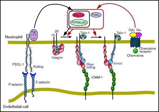 Figure 7. Selectin and chemokine signaling pathways in neutrophils. Each arrow indicates a signaling outcome. Signaling intermediates are omitted for clarity. See “Discussion” for details.