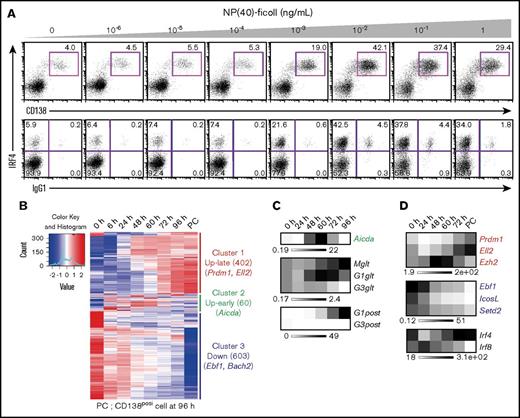 Figure 1. Ex vivo PC differentiation system using B1-8hi splenic B cells. (A) The dynamics of IRF4 expression and class-switched IgG1 frequency in response to differing BCR signaling intensities. Splenic B cells were purified from B1-8hi mice and stimulated with IL-2, 4, and 5 and CD40L with indicated concentrations of NP(40)-ficoll. IRF4 expression was analyzed at 72 hours with costaining of CD138 and IgG1. Data are representative of 2 independent experiments. (B) Heat map showing alteration of gene expression along PC differentiation. B1-8hi splenic B cells were isolated and stimulated with IL-2, 4, and 5, CD40L, and 10−2 ng/mL of NP(40)-ficoll, and messenger RNA (mRNA) was extracted at indicated time followed by RNA-seq. Cluster 1 (up-late), genes upregulated along differentiation; cluster 2 (up-early), genes transiently upregulated around 60 hours; cluster 3 (down), genes downregulated along differentiation. Each cluster contains 402, 60, and 603 genes with indicated genes, respectively. (C) Heat maps showing transcripts of Aicda from panel B and RT-PCR of germ line and postswitched immunoglobulin gene. For RT-PCR, results are presented relative to the abundance of transcripts encoding β2-microglobulin (Β2m), and the average expression is from 1 experiment using 3 mice. (D) Heat maps showing transcripts of indicated IRF4 direct target genes with that of Irf4 and Irf8 from panel B. For panels B-D, genes are indicated with each color: red, cluster 1; green, cluster 2; blue, cluster 3, respectively.
