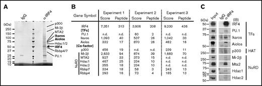Figure 4. Identification of Ikaros family proteins as IRF4 complex components in B1-8hi splenic B cells. B1-8hi splenic B cells were stimulated for 72 hours, and whole cell extracts were immunoprecipitated with control immunoglobulin (IgG) or anti-IRF4 (α-IRF4) antibodies. (A) Sodium dodecyl sulfate–polyacrylamide gel electrophoresis analysis and MeOH-free Coomassie Brilliant Blue staining. IRF4 complex components were indicated at expected molecular weight. (B) LC-MS/MS analysis of the IRF4 complex. IRF4 complex components were determined as specific detection with α-IRF4, or more than twofold protein score with α-IRF4 than control IgG. Selected IRF4 complex components were shown with protein score and number of unique peptide from 3 independent experiments. (C) Immunoprecipitation followed by immunoblot analysis of indicated IRF4 complex components. Input, 2% of whole cell extracts. Data are representative of 1 of 3 (A) or 1 of 2 (C) independent experiments. n.d., not detected.