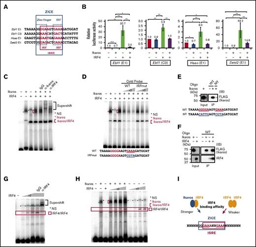 Figure 6. Ikaros recruits IRF4 to the ZICEs and inhibits IRF4-mediated gene activation. (A) ZICE sequences of indicated regions. ZICE, GGGAANNNGAAA indicated with blue box; ISRE, GAAANNGAAA indicated with red box. (B) Luciferase assays using the ZICE containing reporter genes. 293T cells were transiently transfected with indicated reporter and effector plasmids. The amounts of plasmids were as follows: luciferase reporter (1.0 μg), Ikaros (100 ng), and IRF4 (100 ng). The reporters used are shown above each panel. The average luciferase activity and SD are from 3 independent experiments. *P < .05; **P < .01; ***P < .001. (C) Binding of Ikaros/IRF4 complexes to the ZICE motif. EMSA with the Ebf1 E1 sequence as probe. α-Ikaros or α-IRF4 or control antibodies were used in supershift assays to confirm Ikaros/IRF4 complexes. (D) Competition assay using the Ebf1 E1 probe. Increased amounts of competitor DNAs, WT or mutant IRF (IRFmut), were included as indicated. (E-F) Oligonucleotide precipitation assay using the Ebf1 E1 oligonucleotide. Biotinylated WT or mutant (MT) oligonucleotide was incubated with nuclear extracts as indicated. MT carries mutation in both a zinc finger and an IRF motifs. Oligonucleotide-protein complex was immunoprecipitated with streptavidin beads followed by immunoblot. As input, 10% of immunoprecipitation (IP) for Ikaros or 50% of IP for IRF4 were loaded. Immunoblot was performed using α-FLAG (M2) for detecting Ikaros or α-IRF4. (G) Binding of IRF4 homodimer to an ISRE motif within the ZICE of Haao E1 probe. α-IRF4 or control antibodies were used in supershift assays to confirm IRF4/IRF4 complexes. (H) The effective recruitment of IRF4 to the ZICE sequence in the presence of Ikaros rather than to the ISRE sequence. All binding reactions contain a Haao E1 probe. IRF4 concentration was increased in twofold increments as indicated in the presence or absence of Ikaros. For (C-H), nuclear extracts were prepared from 293T cells transfected with pcDNA3 HA-IRF4 or Flag-Ikaros expressing vector, respectively. Red asterisk, Ikaros specific band; red bracket, Ikaros/IRF4 complexes; red box, IRF4/IRF4 complexes; black asterisk, nonspecific (NS). (I) Schematic representation of IRF4 recruitment to the ZICEs. ZICE, GGGAANNNGAAA underlined and indicated with blue box; ISRE, GAAANNGAAA indicated with red box. The ZICEs embed the ISRE motif, and IRF4 enables to bind the ZICE sequence as a heterodimer with Ikaros or the ISRE sequence as a homodimer. However, IRF4 is effectively recruited to the ZICE sequence in the presence of Ikaros with lower IRF4 concentration. Therefore, the Ikaros/IRF4 complex binds the ZICEs for repressing target genes.