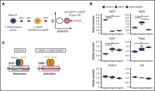 Figure 7. Loss of Ikaros resulted in upregulation of Ebf1 and Haao genes in CD138posi plasma cells. (A) Schematic representation of knockdown in CD138posi PCs derived by differential stimulation. B1-8hi splenic B cells were stimulated for 48 hours and transfected with knockdown sequences targeting control or Ikaros (siIkzf1) with/without Aiolos (siIkzf3). Cells were cultured for another 24 hours, and CD138posi PCs were sorted and carried for RT-PCR in panel B. As shown in Figure 1A, CD138posi PCs correspond to IRF4hi fraction. (B) RT-PCR of transcripts of indicated genes in control cells and siIkzf1- or siIkzf1/siIkzf3-transfected CD138posi PCs. Ebf1 and Haao, shown as IRF4 target genes possessing ZICE sequences that embed ISRE motifs bound by IRF4 homodimer for gene activation. Prdm1, shown as an IRF4 target gene possessing an ISRE motif. Results are presented relative to the abundance of transcripts encoding Β2m, and shown with box-and-whisker plot. One experiment was performed using 3 mice. *P < .05; **P < .01; ***P < .001. (C) Schematic representation of the regulation of ZICE target genes, Ebf1 and Haao, in control and siIkzf1-or siIkzf1/Ikzf3-transfected CD138posi PCs. In control cells, IRF4 effectively binds the ZICE motif as a heterodimer with Ikaros for repressing target gene. In siIkzf1- or siIkzf1/siIkzf3-transfected cells, IRF4 binds the ISRE motif within the ZICEs as a homodimer, resulting in activation of these target genes. ZICE, GGGAANNNGAAA underlined and indicated with blue box; ISRE, GAAANNGAAA indicated with red box.