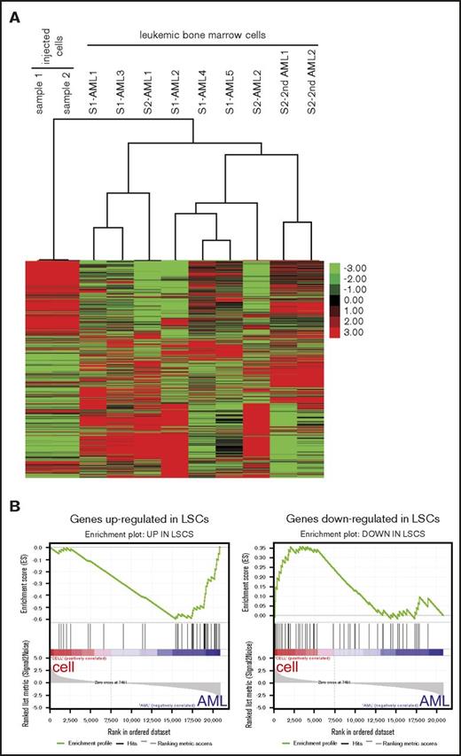 Figure 7. AML signature gene expression changes in the MLL-AF9 AMLs. (A) Heatmap displays gene expression profiles of MLL-AF9 rearranged cultured cells and their derived leukemic bone marrow cells. Unbiased hierarchical cluster analysis is shown for 7 primary (AML) and 2 secondary (2nd AML) leukemias compared with 2 cultured cell lines used for injection (S1, sample 1; S2, sample 2). (B) Gene set enrichment analysis plots show that genes upregulated in human LSCs were enriched in the AMLs (left, normalized enrichment score = −1.84, false discovery rate q value = 0) whereas genes downregulated in LSCs were enriched in the injected cells (right, normalized enrichment score = 1.33, false discovery rate q value <0.074).