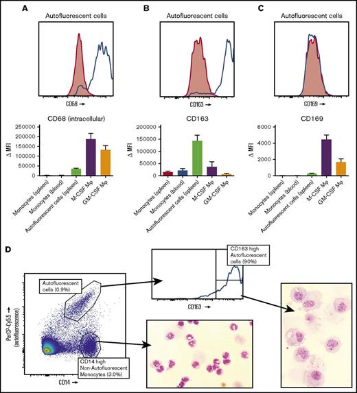 Figure 3. Spleen autofluorescent cells are macrophages and represent the red pulp macrophages of the spleen. Flow cytometry stainings on monocytes in the spleen, blood monocytes, spleen autofluorescent cells, M-CSF, and GM-CSF cultured monocyte-derived macrophages. (A-C, top) Representative histogram on spleen autofluorescent cells (blue line, specific staining; red shading, isotype control). (A-C, bottom) Summary of Δ MFIs of multiple stainings. (A) Intracellular staining for CD68. (B) CD163 staining. (C) CD169 staining. (D) Sorting strategy for splenocytes sorted into autofluorescent CD163highCD14low red pulp macrophages and nonautofluorescent CD163intCD14high spleen monocytes, and May-Grünwald-Giemsa stainings (original magnification ×40) of the sorted cell populations, representative of n = 8 experiments. Mean ± SEM of n ≥ 7 are shown for each group.