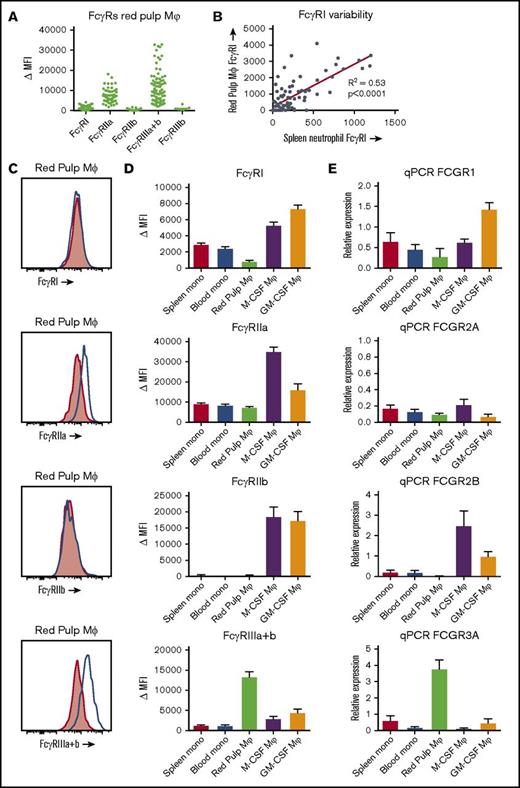 Figure 5. FcγR expression on red pulp macrophages is distinct from the expression on monocytes and monocyte-derived macrophages. (A) Overview of expression of the FcγR isoforms on autofluorescent CD163highCD14low red pulp macrophages from spleen, showing individual values. FcγRI (MoAb 10.1), n = 82; FcγRIIa (MoAb IV.3), n = 57; FcγRIIb (MoAb 2B6), n = 43; FcγRIIIa+b (MoAb 3G8), n = 82; FcγRIIIb (MoAb 5D7), n = 7. (B) Correlation of FcγRI expression on red pulp Mφ with FcγRI levels on neutrophils in the same spleen (n = 82). (C) Representative histograms on autofluorescent CD163highCD14low red pulp macrophages from spleen for FcγRI, FcγRIIa, FcγRIIb, and FcγRIIIa+b (blue line: specific staining, red shading: isotype control). (D) Comparison of flow cytometry stainings on nonautofluorescent CD163intCD14high spleen monocytes, CD14high blood monocytes gated on FSC/SSC pattern, autofluorescent CD163highCD14low red pulp macrophages from spleen, and M-CSF and GM-CSF cultured monocyte-derived macrophages. FcγRI: n ≥ 24 for each group. FcγRIIa: n ≥ 10 for each group. FcγRIIb: n ≥ 15 for each group. To ensure specificity for FcγRIIb, only samples from individuals that cannot express FcγRIIc and with wild-type FCGR2B promoters are presented. FcγRIIIa+b: n ≥ 23 for each group. Mean ± SEM are shown for each group. (E) Quantitative mRNA analysis of various FCGR transcripts encoding FcγRs. The relative expression compared with the expression in pooled whole blood leukocytes, corrected for housekeeping genes, is shown for each transcript. Mean ± SEM of n = 3 are shown for each group.