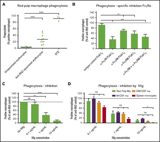 Figure 6. Red pulp macrophages phagocytose IgG-opsonized erythrocytes. (A) Sorted red pulp macrophages phagocytose erythrocytes opsonized with human anti-RhD antibodies, but do not phagocytose unopsonized erythrocytes. Individual values are shown for n = 10 experiments. Serum treated zymosan (STZ) serves as a positive control indicating phagocytic capacity of these cells (n = 3). (B) Phagocytosis of anti-RhD opsonized erythrocytes by red pulp macrophages can be inhibited by F(ab′)2 fragment against specific FcγRs. Isotype control, n = 9; α-FcγRI; n = 3; α-FcγRII, n = 10; α-FcγRIII, n = 10; α-FcγRII+III, n = 9. Data are normalized against phagocytosis by unblocked macrophages. (C) Phagocytosis of anti-RhD opsonized erythrocytes by red pulp macrophages can be inhibited by IVIg in a concentration-dependent manner. n = 4 for each concentration. (D) Comparison of inhibition by IVIg in various cell types. Red pulp macrophages, n = 4; spleen monocytes, n = 3, M-CSF Mφ, n = ≥22; M-CSF, n = 26. Data in panels B-D are normalized against phagocytosis by unblocked macrophages. Mean ± SEM are shown for each group throughout this figure.