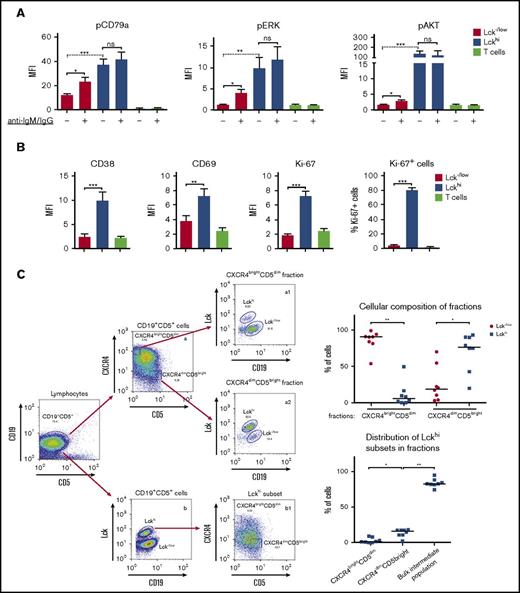 Figure 2. Identification of cellular and signaling signatures of the Lckhi subpopulations. (A) BCR-signaling profiles differ between Lckhi and Lck−/low subpopulations. Cells from group C CLL patients were left unstimulated or triggered with anti-human IgM/IgG. Graphs show pCD79a, pERK, and pAKT levels at steady state (−) and after BCR triggering (+) among Lck−/low, Lckhi, and corresponding T cells, as indicated. The Wilcoxon matched-pair test (dotted line) was used for comparisons between unstimulated samples and the Student t test (solid line) for comparison of responses to BCR crosslinking (n = 8; mean ± SEM; *P < .05; **P < .005; ***P < .0005). Lck−/low cells from group A and B CLL patients respond to BCR crosslinking in a similar fashion as the Lck−/low subpopulation from group C, as shown in supplemental Figure 1C. CD79a total protein expression in different subsets is also shown in supplemental Figure 1C. (B) Lckhi subsets display a hyperactivated phenotype. PBMCs from group C CLL patients were stained with CD3, CD19, pERK and each of Lck, CD38, CD69, and Ki-67. Graphs display the expression levels of CD38, CD69, and Ki-67 in the Lckhi, Lck−/low subsets and T cells as indicated. The right graph shows the percentage of Ki-67+ cells within the Lckhi and Lck−/low subpopulations (n = 11; Student t test; mean ± SEM; **P < .01; ***P < .001). Supplemental Figure 1D-E shows a detailed analysis of a representative experiment. (C) Evaluation of the presence of Lckhi subsets within proliferative (CXCR4dim/CD5bright) and resting (CXCR4bright/CD5dim) CLL fractions. Cells from group C patients were stained for CD19, CD5, CXCR4, and Lck. The CD19+CD5+ populations were analyzed in 2D FACS plots of CXCR4 vs CD5 (a) and of Lck vs CD19 (b). Top rows, The CXCR4dim/CD5bright and CXCR4bright/CD5dim fractions were defined in (a) as 5% of the cells lying on the 2 extremes of the plots, as previously described.24 Each fraction shown as a 2D FACS plot of Lck vs CD19 was used to calculate the relative proportions of Lck−/low and Lckhi subpopulations within the CXCR4bright/CD5dim (a1) and CXCR4dim/CD5bright (a2) compartments, respectively. The graph on the right shows collective data. Bottom row, The Lckhi subset from (b) is represented in a 2D FACS plot of CXCR4 vs CD5 (b1). The gates demarcating the CXCR4bright/CD5dim and CXCR4dim/CD5bright fractions from (a) were applied to (b1) to reveal the distribution of Lckhi cells within the respective fractions and the dominant intermediate population. The graph on the right shows collective data (n = 8; Wilcoxon matched-pair test; *P < .05; **P < .005).