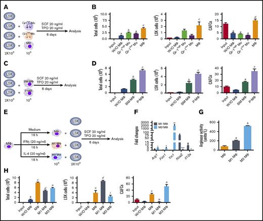 Figure 1. M1-MΦs and M2-MΦs have opposite effects on HSC self-renewal and expansion in vitro. (A) Diagram illustrating the design of the experiments in panel B, in which mouse BM LSK cells were cultured with sorted mouse BM CD115+Gr-1high Mos (Gr-1high Mo), CD115+Gr-1low Mos (Gr-1low Mo), or CD115−Gr-1lowF4/80+SSClow MΦs (MΦ). (B) Numbers of total cells, LSK cells, and 5-week CAFCs in the input LSK cells and the progeny from various cultures shown in panel A. aP < .05 vs Input, bP < .05 vs Input and without MΦs (W/O MΦ), cP < .05 vs all other groups, dP < .05 vs all other groups except Input. (C) Diagram illustrating the design of the experiments in panel D. MΦs were isolated from mouse BM (BM-MΦs) or peritoneal cavity (P-MΦ). (D) Numbers of total cells, LSK cells, and 5-week CAFCs in the input LSK cells and the progeny from various cultures shown in panel C. aP < .05 vs W/O MΦ, bP < .05 vs Input and W/O MΦ, cP < .05 vs all other groups. (E) Diagram illustrating the experimental design for peritoneal MΦ polarization and LSK cell cocultures. (F) Relative gene expression in M1-MΦs and M2-MΦs compared with MΦs analyzed by quantitative polymerase chain reaction. *P < .05, **P < .01, and ***P < .001 vs cells cultured with M1-MFs; unpaired Student t test. (G) Arg1 activity in MΦs, M1-MΦs, and M2-MΦs. aP < .05 vs MΦ, bP < .05 vs MΦ and M1-MΦ. (H) Numbers of total cells, LSK cells, and 5-week CAFCs in the input LSK cells and the progeny from various cultures shown in panel E. aP < .05 vs Input, bP < .05 vs MΦ, cP < .05 vs Input and W/O MΦ, dP < .05 vs Input, W/O MΦ, and MΦ, eP < .05 vs all other groups, fP < .05 vs all other groups except MΦs. All data are mean ± standard error of the mean (SEM) (n = 3 independent cultures) and were analyzed by 1-way analysis of variance (ANOVA).