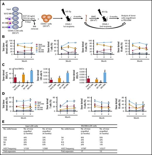 Figure 2. CRA and serial BM transplantation confirm the differential effects of M1-MΦs and M2-MΦs on HSC self-renewal and expansion in vitro. (A) Diagram illustrating the experimental design for LSK cell coculture with MΦs, M1-MΦs, and M2-MΦs or without MΦs (W/O MΦ) for CRA and serial BM transplantation. (B) Donor-derived total nucleate cells, T cells, B cells, and myeloid cells (M cells) in the peripheral blood of the primary recipients 1, 2, and 4 months after transplantation. All data are mean ± SEM (n = 5 recipients for input and MΦs, n = 6 recipients for W/O MΦs, and n = 8 recipients for M1-MΦs and M2-MΦ). aP < .05 vs Input, bP < 0.05 vs W/O MΦ, cP < .05 vs Input and W/O MΦ, dP < .05 vs Input and MΦ, eP < .05 vs W/O MΦ and MΦ, fP < .05 vs all other groups, 2-way ANOVA. (C) Donor-derived total BM nucleate cells (BMCs), LSK cells, and HSCs (CD150+CD48− LSK cells) in BM of the primary recipients 4 months after transplantation. Data are mean ± SEM (n = 5-8 recipients per group, as described in panel B). aP < .05 vs Input, bP < .05 vs MΦ, cP < .05 vs Input and W/O MΦ, dP < .05 vs Input and MΦ, eP < .05 vs all other groups, fP < .05 vs all other groups except MΦ (1-way ANOVA). (D) Donor-derived total nucleate cells, T cells, B cells, and myeloid cells (M cells) in the peripheral blood of the secondary recipients 1, 2, and 3 months after transplantation. Data are mean ± SEM (n = 6 recipients for input and W/O MΦ, n = 5 recipients for MΦs, and n = 7 recipients for M1-MΦs and M2-MΦs). aP < .05 vs Input, bP < .05 vs W/O MΦ, cP < .05 vs MΦ, dP < .05 vs Input and W/O MΦ, eP < .05 vs Input and MΦ, fP < .05 vs all other groups, gP < .05 vs all other groups except MΦs, 2-way ANOVA. (E) Competitive repopulation unit assay reveals that LSK cells cocultured with M2-MΦs resulted in a 13-fold expansion of long-term (4 months) repopulating HSCs compared with the input cells.
