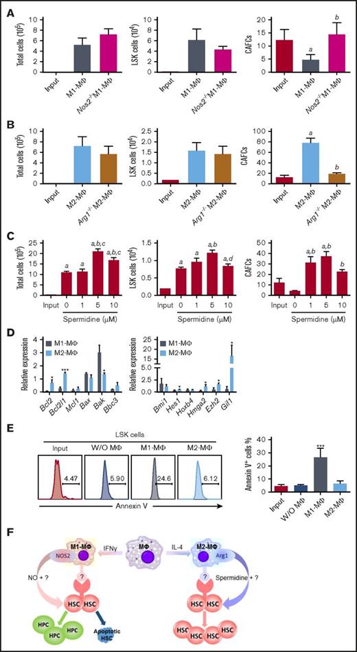 Figure 3. M1-MΦs and M2-MΦs differentially regulate HSC self-renewal and in vitro expansion via NOS2 and Arg-1, respectively. (A) Nos2 knockout abrogates the inhibitory effect of M1-MΦs on 5-week CAFCs. LSK cells (2 × 103) were cocultured with 1 × 105 M1-MΦs from wild-type mice and Nos2 knockout (Nos2−/−) mice in StemSpan medium supplemented with 20 ng/mL SCF and TPO for 6 days. Numbers of total cells, LSK cells, and 5-week CAFCs in the input LSK cells and the progeny from these cultures are presented as mean ± SEM (n = 3 independent cultures). aP < .05 vs Input, bP < .05 vs M1-MΦ, unpaired Student t test. (B) Arg1 knockout abrogates the promoting effect of M2-MΦs on 5-week CAFCs. LSK cells were cocultured with M2-MΦs from wild-type mice and Arg1-knockout (Arg1−/−) mice, as described in panel A. The data are mean ± SEM (n = 3 independent cultures). aP < .05 vs Input, bP < .05 vs Input and M2-MΦ, unpaired Student t test. (C) Spermidine dose dependently increases the expansion of LSK cells and 5-week CAFCs in vitro. LSK cells were cultured with increasing concentrations of spermidine, as described in panel A. Data are mean ± SEM (n = 3 independent cultures). aP < .05 vs Input, bP < .05 vs 0 µM, cP < .05 vs 1 µM, dP < .05 vs 5 µM, 1-way ANOVA. (D) Relative gene expression in LSK cells sorted from the progeny of LSK cells cultured with M1-MΦs and M2-MΦs compared with that of input LSK cells revealed that coculture with M2-MΦs upregulated the expression of several HSC self-renewal and antiapoptotic genes, whereas coculture with M1-MΦs had opposite effects and increased the expression of the proapoptotic protein Bax. Data are mean ± SEM (n = 3 independent cultures). *P < .05, ***P < .001 vs cells cultured with M1-MΦs, unpaired Student t test. (E) Representative flow cytometric analysis of apoptosis (left panel) and percentage of apoptotic cells (right panel) in input LSK cells and LSK cells after culture with M1-MΦs or M2-MΦs or without MΦs. Data are mean ± SEM (n = 2 independent cultures). ***P < .001 between the cells cultured with M1-MΦs and all other cells, unpaired Student t test. (F) Hypothetical model illustrating the role of MΦ polarization in the regulation of mouse BM HSC self-renewal and expansion in vitro.