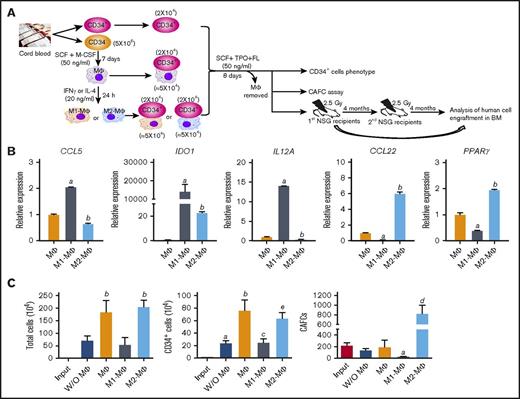 Figure 4. Coculture with M2-MΦs promotes expansion of hUCB CD34+ cells and 6-week CAFCs ex vivo. (A) Diagram illustrating the experimental design for ex vivo hUCB CD34+ cell expansion and analyses. (B) Relative gene expression in M1-MΦs and M2-MΦs compared with MΦs analyzed by quantitative polymerase chain reaction. aP < .05 vs MΦ, bP < .05 vs MΦ and M1-MΦ. (C) Numbers of total cells, CD34+ cells, and 6-week CAFCs in the input cells and the progeny of hUCB CD34+ cells cultured with MΦs, M1-MΦs, or M2-MΦs or without MΦs (W/O MΦs). Data are mean ± SEM (n = 7 different units of hUCB CD34+ cells per group for total cell and CD34+ cell analyses, and n = 4 different units of hUCB CD34+ cells per group for CAFC assay). aP < .05 vs Input, bP < .05 vs Input and W/O MΦ, cP < .05 vs Input and MΦ, dP < .05 vs all other groups, eP < .05 vs all other groups except MΦ, 1-way ANOVA.