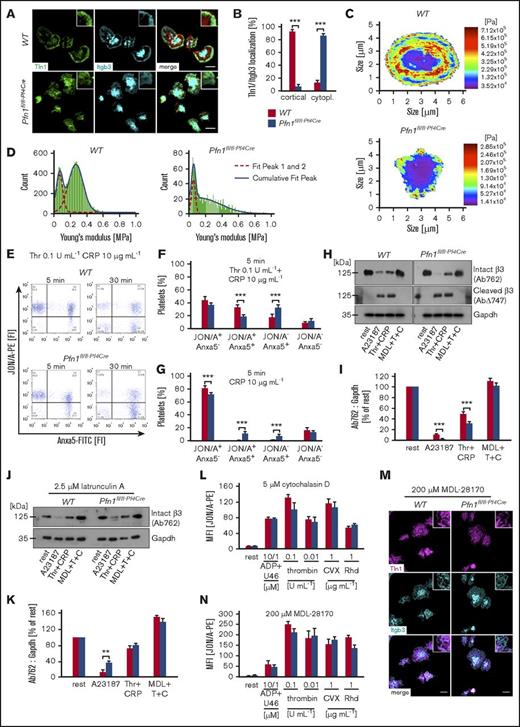 Figure 2. Accelerated integrin inactivation in Pfn1fl/fl-Pf4Creplatelets. (A) β3-integrin (Itgb3) localization and recruitment of talin-1 (Tln1) to β-integrin tails was assessed by immunostaining and confocal microscopy (Leica TCS SP5, 100×/1.4 oil STED White objective, Leica Microsystems) of fibrinogen-spread platelets (n = 6 vs 6). Scale bars, 3 μm. (B) Assessment of the Tln1 and β3-integrin distribution pattern in at least 70 platelets of 6 animals per group. Values are mean ± SD (n = 6 vs 6). Representative heat maps (C) and histograms (D) of the cellular stiffness measured by atomic force microscopy on fibrinogen-spread platelets of 5 animals per group. Washed platelets were stimulated for 5 or 30 minutes with thrombin (Thr, T) and collagen-related peptide (CRP, C) (E-F) or CRP alone (G). Activation of αIIbβ3-integrins and phosphatidylserine exposure on the outer leaflet of the platelet membrane were determined by adding JON/A-PE antibody and Anxa5-FITC protein 5 minutes prior to the end of the incubation time. Analysis was performed by flow cytometry. Flow cytometry plots are representative of at least 6 animals per group. (F-G) Percentage of platelets per quadrant (Q); Q1, JON/A+ Anxa5− (upper left); Q2, JON/A+ Anxa5+ (upper right); Q3, JON/A− Anxa5+ (lower right); Q4, JON/A− Anxa5− (lower left). Values are mean ± SD of 6 vs 7 animals. Resting (H-I) or 2.5 μM latrunculin A-pretreated (J-K) platelets were left untreated or preincubated for 10 minutes in the presence of the calpain inhibitor MDL-28170 (200 μM). Subsequently, samples were stimulated with the calcium ionophore A23187 (10 μM) or thrombin (0.1 U/mL) and CRP (10 μg/mL), lysed, and processed for immunoblotting. Full-length (Ab762) and calpain-cleaved (AbΔ747) β3-integrin were probed with the respective antibodies and analyzed by densitometry. Glyceraldehyde-3-phosphate dehydrogenase (Gapdh) served as control. Values are mean ± SD of 6 vs 7 animals. (H,J) Immunoblots are representative of at least 6 animals per group. Platelets were either pretreated with 5 μM of the actin polymerization inhibiting drug cytochalasin D (L) or 200 μM of the calpain inhibitor MDL-28170 (M-N). Subsequently, the activation and localization of β3-integrin and Tln1 was assessed by flow cytometry (L,N) or immunostaining and confocal microscopy (Leica TCS SP5, 100×/1.4 oil STED White objective, Leica Microsystems) on fibrinogen-spread platelets (M). Values are mean ± SD of 4 vs 4 animals. Unpaired Student t test was used to assess statistical differences between the groups: ***P < .001; **P < .01; *P < .05.