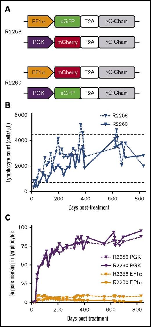 Figure 1. Competitive injection of SCID-X1 dogs with EF1α and PGK FV vectors. (A) Dogs R2258 and R2260 were injected with a combination of FV vectors PGK.γC.FV and EF1α.γC.FV containing the fluorophores eGFP or mCherry. (B) Kinetics of lymphocyte reconstitution (lymphocytes per microliter of peripheral blood) in R2258 and R2260. Range of lymphocyte counts in healthy dogs is shown by horizontal dashed lines. (C) Long-term analysis of gene marking in peripheral blood lymphocytes from R2258 and R2260 for the PGK and EF1α FV vectors based on fluorophore expression. Lymphocyte population was defined based on forward and side scatter. T2A, thosea asigna virus 2A self-cleaving peptide.