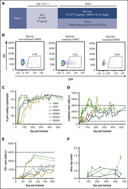 Figure 2. Enhanced T-lymphocyte reconstitution with G-CSF/AMD3100 treatment before FV vector injection. (A) Schematic of experiment involving G-CSF/AMD3100 treatment before FV vector injection. (B) Flow cytometry plot of peripheral blood CD34+ cells in nonmobilized (H866) or mobilized (H867) newborn canines at 6 hours posttreatment. (C) Kinetics of gene marking based on fluorophore expression in circulating lymphocytes from dogs treated with different FV vectors with or without G-CSF/AMD3100 mobilization. Lymphocyte population was defined based on forward and side scatter (SSC). (D) Kinetics of lymphocyte reconstitution (lymphocytes per microliter of peripheral blood) in the same animals described in panel C. (E) Kinetics of CD3+ cells reconstitution (cells per microliter of peripheral blood) in the same animals described in panel C during the first 7 months posttreatment. In panels D and E, normal range of lymphocyte/CD3+ cell counts is shown by horizontal dashed lines. Animal R2203 only survived for 119 days posttreatment. (F) FV vector copy number measured longitudinally in peripheral blood leukocytes from unmobilized animals R2258/R2260 and mobilized animals H864/H867. BID, twice per day.