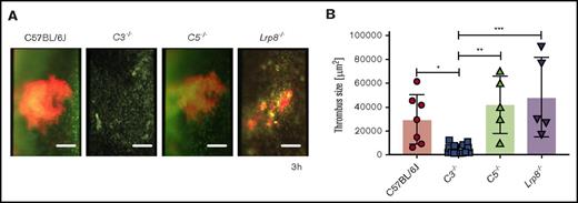 Figure 3. aPL-induced thrombosis requires C3 but not C5. (A) Representative images of thrombi developing in the flow-restricted vessels of the indicated mouse strains and (B) quantification of thrombus size 3 hours after aPL injection. Data are median, interquartile range, and range. *P = .0346; **P = .0042; ***P = .0009; 1-way ANOVA followed by the Dunnett multiple-comparison test. In panel A, platelets are depicted in red and nucleated cells in green. Scale bars = 100 μm.