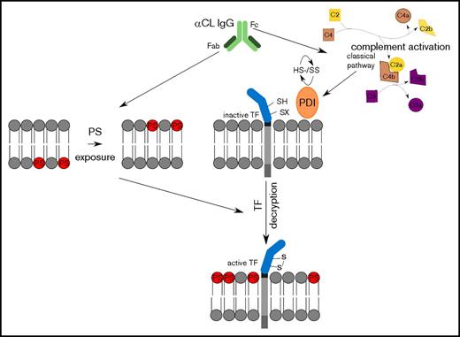 Figure 5. Schematic overview of aPL-mediated rapid activation of monocyte TF.