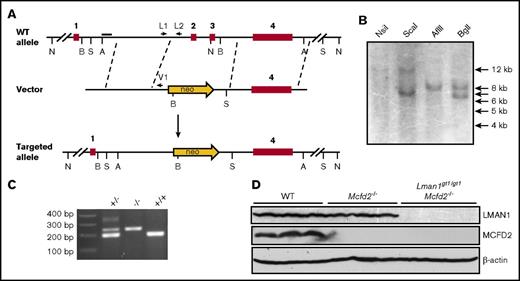 Figure 1. Generation of mice with disruption of the Mcfd2 allele. (A) Schematic diagram of the Mcfd2 allele–targeting strategy. Locations of restriction enzymes, Southern blot probe, and genotyping primers are indicated. (B) Southern blot analysis of a targeted ES cell clone. Expected sizes of restriction fragments are (WT and KO) NsiI, 12.7 and 19.2 kb; ScaI, 12.5 and 7.4 kb; AflII, 9 and 8.5 kb; and BglII, 8.7 and 7.1 kb. Arrows indicate DNA ladder bands (kb). (C) Three-primer PCR genotyping results. The higher band in the heterozygous sample represents heteroduplex DNA. (D) Western blot analysis of liver lysates of WT, Mcfd2−/−, and Lman1gt1/gt1/Mcfd2−/− mice. Three individual mice from each genotype were analyzed. A, AflII; B, BglII; N, NsiI; S, ScaI.