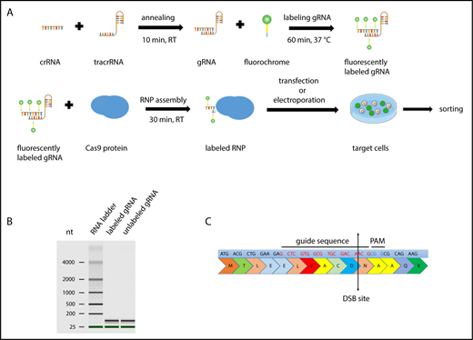 Figure 1. Scheme of CRISPR/Cas9–gRNA RNP labeling and cell transfection. (A) crRNA and tracrRNA were annealed at room temperature for 10 minutes. The resulting gRNA was labeled with fluorescein- or CX-rhodamine–coupled Label IT Tracker labeling reagent. The fluorescent GADD45B-targeting gRNA was assembled with recombinant Cas9 protein prior to transfection to assemble an active CRISPR/Cas9–gRNA RNP complex targeting human GADD45B. Cells were transfected with TransIT-X2 Transfection Reagent or by using the Amaxa Nucleofector System and were incubated for 24 hours before sorting the CX-rhodamine+ or fluorescein+ cells using a BD FACSAria II. After sorting, some of the cells were used for a single-cell culture, and the rest were used for DNA isolation or cell-based assays. (B) Virtual gel of an Agilent Bioanalyzer analysis revealing no difference in the size or quality of labeled gRNA compared with unlabeled gRNA. (C) GADD45B was targeted using gRNA (highlighted in red), which inserts a double-strand break at NM_015675.3 exon 1, 31 bp after ATG; NP_056490.2, p.N11.