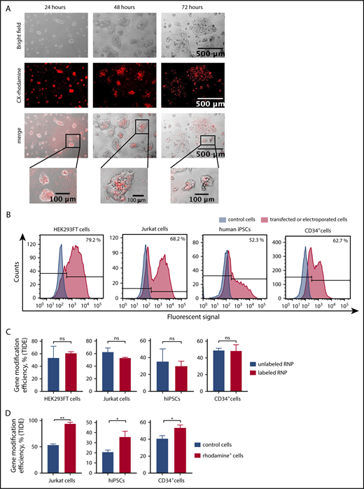 Figure 2. Transfection- and genome-editing efficiency in different cell types using CX-rhodamine–labeled CRISPR/Cas9–gRNA RNP targeting GADD45B. (A) HEK293FT cells were transfected with CX-rhodamine–labeled GADD45B-targeting CRISPR/Cas9–gRNA RNP. Fluorescence signal could be detected for up to 72 hours posttransfection. Representative images of 3 experiments are shown. (B) HEK293FT cells, Jurkat cells, human iPSCs, and CD34+ cells were transfected with labeled GADD45B-targeting CRISPR/Cas9–gRNA RNP. At 24 hours posttransfection, cells were harvested and measured for transfection efficiency using a BD FACSCanto II flow cytometer. Representative line graphs of 3 independent experiments are shown. (C) HEK293FT cells, Jurkat cells, human iPSCs, and CD34+ HSPCs were transfected with unlabeled or labeled GADD45B-targeting CRISPR/Cas9–gRNA RNP and analyzed for gene-modification efficiency using a TIDE assay. (D) Jurkat cells, human iPSCs, and CD34+ HSPCs were transfected with CX-rhodamine–labeled GADD45B-targeting CRISPR/Cas9–gRNA RNP and sorted 24 hours posttransfection using a flow cytometer. Genomic DNA was isolated 48 hours posttransfection from the total population of transfected cells and from sorted CX-rhodamine+ or fluorescein+ cells. TIDE assay analysis showed significantly higher gene modification efficiency in CX-rhodamine+ cells. Data in panels C and D are mean ± standard deviations derived from 3 (HEK293FT cells, Jurkat cells, CD34+ HSPCs) or 4 (iPSCs) independent experiments. *P ≤ .05, **P ≤ .01, Student t test. ns, not significant.