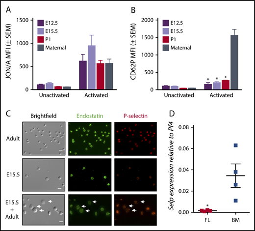 Figure 1. Reduced P-selectin content in embryonic and fetal platelets correlates with reduced transcripts for P-selectin in fetal megakaryocytes. (A) Integrin (αIIbβ3) activation in unactivated and thrombin-activated primary platelets isolated from E12.5 and E15.5 murine embryos, P1 pups, and adult female dams. Mean ± standard error of the mean (SEM). (B) Simultaneous analysis of samples in panel A for surface expression of P-selectin (CD62P) in unactivated and thrombin-activated primary platelets. Significance was determined using a 2-way ANOVA followed by a Bonferroni posttest. *P < .001 vs activated maternal sample, n ≥ 3. (C) Immunofluorescence microscopy of fetal (E15.5) and adult platelets reveals fewer punctae of P-selectin–positive granules in fetal platelets relative to adult controls. Deconvolved merged maximum intensity projection images are shown. Scale bar, 5 μm. Similar patterns were observed in 3 independent experiments. (D) Transcript levels of P-selectin (Selp) relative to platelet factor 4 (Pf4) in primary megakaryocytes isolated from E15.5 fetal livers, and adult bone marrow. Extremely low levels of P-selectin transcripts were found in primary megakaryocytes harvested from E15.5 fetal liver. Significance was determined using an unpaired 2-tailed Student t test, *P < .05; n = 4. MFI, median fluorescence intensity.
